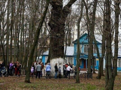 Дуб-патриарх  Асеевской усадьбы претендует на звание главного дерева страны