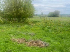 Прошедший в Тамбовской области ураган уничтожил гнездо и яйца аистов