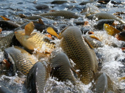 Благодаря агростартапу в 1,5 миллиона рублей, мучкапский фермер разводит рыбу и раков