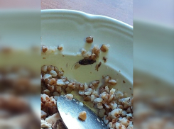 Тараканам не удалось скрыться от прокуратуры в тамбовском колледже торговли, питания и сервиса