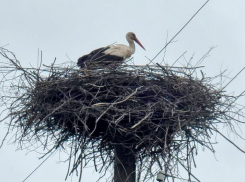 В село Никифоровского района вернулись белые аисты после зимовки