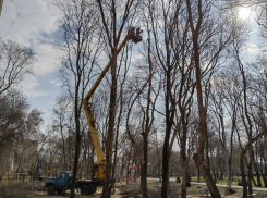 В Тамбове больше не останется ясеней