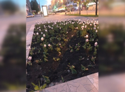 Тамбовчанки оборвали клумбу с тюльпанами перед «Кристаллом»