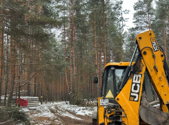 В «Зелёном поясе» Тамбова началась рубка леса