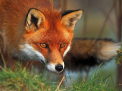 Для лис в тамбовских лесах разложили 350 тысяч доз лекарства от бешенства 