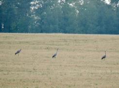 В заповеднике «Воронинский» встретили и сфотографировали серых журавлей