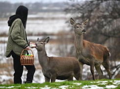 В Тамбовской области выпустят сотню благородных оленей