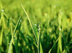 В Тамбове снова потеплеет до +20