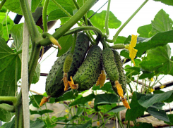 В магазины Тамбова совсем скоро поступит ещё больше местных огурчиков