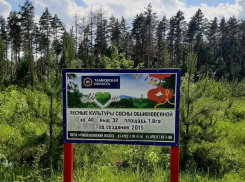 Бывшего директора Рассказовского лесхоза будут судить за 13 преступлений