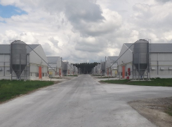 Экологи просят провести внеплановую проверку Токарёвской птицефабрики