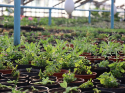 4 миллиона цветов порадуют тамбовчан в тёплый период года