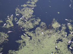 Что привело к массовой смерти рыбы в Сампурском районе решит следствие