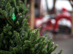 Ёлочный запас: тамбовские лесхозы заготавливают новогодние деревья на продажу