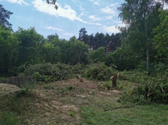 В Пригородном лесу вырубают деревья под застройку