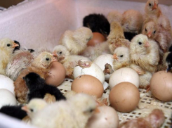В Токаревском районе открыли инкубатор на 100 миллионов штук яиц в год