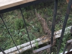 Полуторогодовалый мальчик, играя на балконе, упал со второго этажа