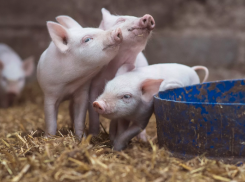 Полицейские вернули трех украденных поросят жителю Сосновки