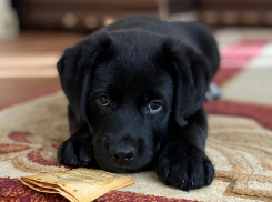 Опубликован график чипирования домашних животных в Тамбове 