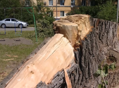 В Лётке спилили тополиную аллею и «забыли» убрать спиленное с дороги 