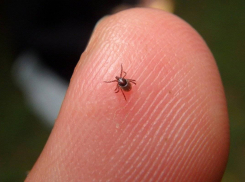За неделю число укушенных клещами тамбовчан выросло больше чем вдвое