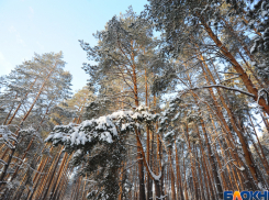 Новогодняя погода в лучших традициях русской зимы ждёт тамбовчан
