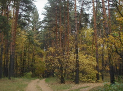 Директор Бондарского лесхоза уволен из-за подозрений в незаконной рубке леса