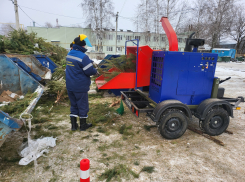 В Тамбове снова собирают новогодние ёлки на переработку