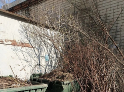 В Тамбове снова не могут наладить вывоз растительных отходов