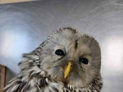 В Тамбове нашли покалеченную неясыть