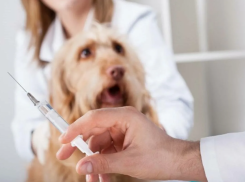 В Тамбове можно бесплатно привить домашних животных от бешенства