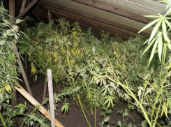 Моршанский «аграрий» выращивал марихуану в промышленных масштабах 