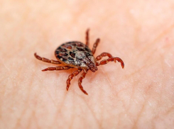 В Тамбовской области Роспотребнадзор нашёл 63 клеща с боррелиозом
