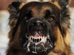 В Тамбове на улице Сенько обнаружили бешеную собаку