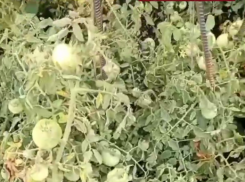 В Рассказовском округе из-за ядохимикатов у жителей погиб урожай