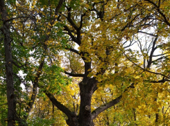 В Тамбовском музейном комплексе «Усадьба Асеевых» пройдут «Тайны Усадьбы».