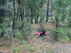 В Тамбовском районе рядом с военным полигоном нашли истерзанную собаку