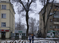 Дикие утки вернулись в город - к зиме?