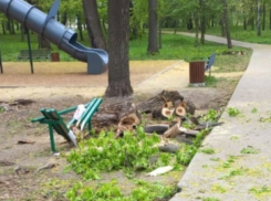 Возбуждено уголовное дело по факту смерти пенсионерки от упавшего дерева на западе Тамбова 