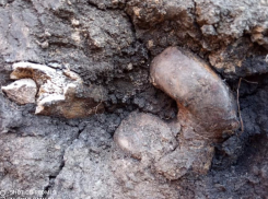 В Петровском районе водопроводчики раскопали захоронение Бронзового века