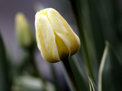 Власти Тамбова потратят почти 4 миллиона на покупку тюльпанов
