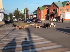 В Кирсанове стая бродячих собак преследовала прохожих