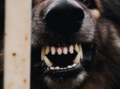 В Тамбове с городской администрации взыскали 15 тысяч рублей за укус собаки 