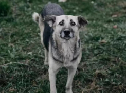 Власти Жердевского района компенсируют моральный вред укушенному собакой ребёнку