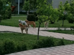 На западе Тамбова стая бродячих собак напала на 6-летнего мальчика