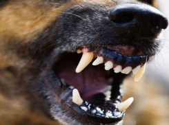 За укус ребёнка бездомной собакой власти Тамбова заплатят компенсацию