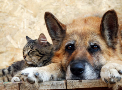 Поправки об обращении с бездомными животными хотят внести в Устав Тамбова