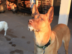 Щенков с бешенством продавали на тамбовском рынке и через Интернет