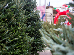В Тамбове заработают 26 ёлочных базаров 