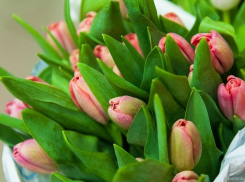 В «Тепличном» под Тамбовом устраивают маленькую Голландию